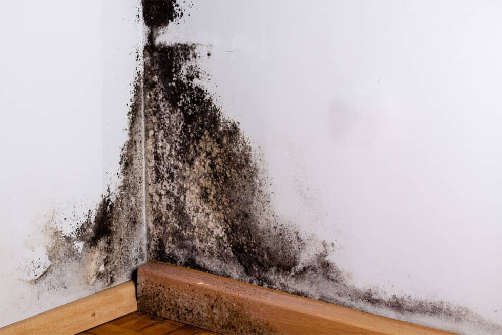 Mold Caused by Flooded Basement
